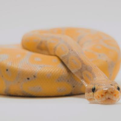 Ball Pythons