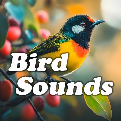 Nature's Gentle Echo: Relaxing Bird Melodies