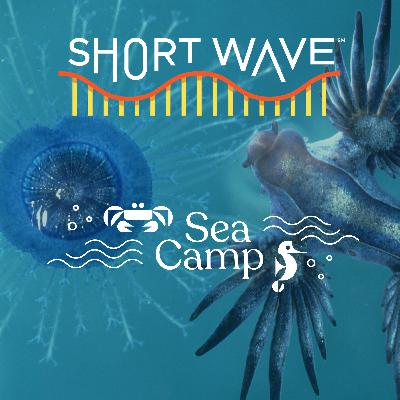 Sea Camp: These Critters Call The Great Pacific Garbage Patch Home