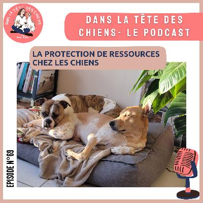 La protection de ressources chez les chiens
