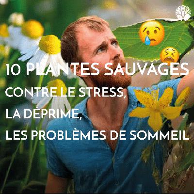 10 plantes sauvages contre le stress, la déprime, les problèmes de sommeil