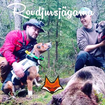 Jimpa - Björnjakt med Finnstövare