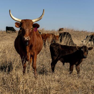 Where’s the Beef? Inside the Fragile Cattle Market Where’s the Beef? Inside the Fragile Cattle Market