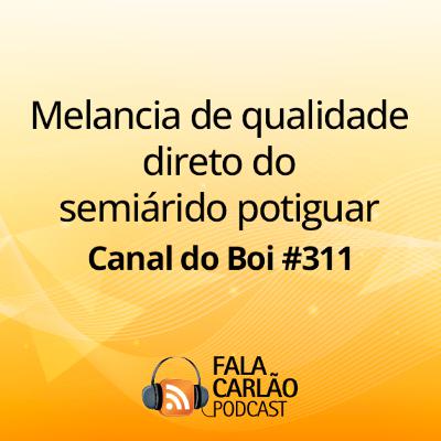 Melancia de qualidade direto do semiárido potiguar | Canal do Boi #311