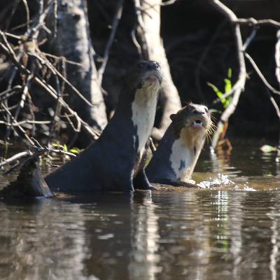 Los sonidos guturales de la Amazonía Los sonidos guturales de la Amazonía