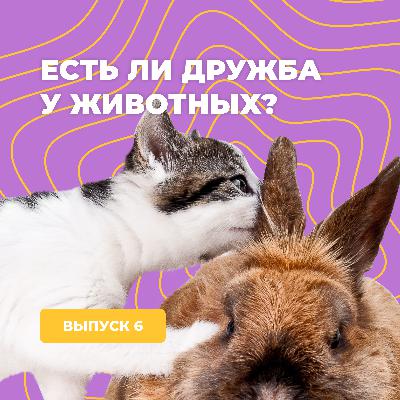 Есть ли дружба у животных?