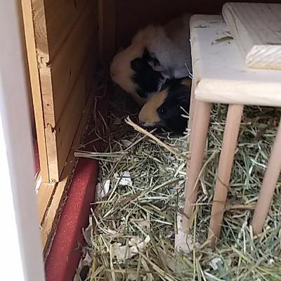 Wir füttern die Meerschweinchen, | Meeries und mehr Wir füttern die Meerschweinchen, | Meeries und mehr