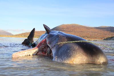 Episode 83 – Thar She Blows! How and why whales and other large animals wash up on the Scottish coastline, and how you can help