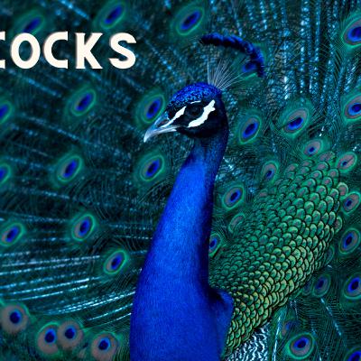 peacocks: Know All about peacocks Video