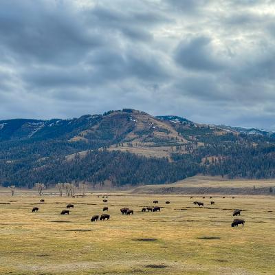 This Week in Yellowstone: November 20th to November 26th, 2025 This Week in Yellowstone: November 20th to November 26th, 2025