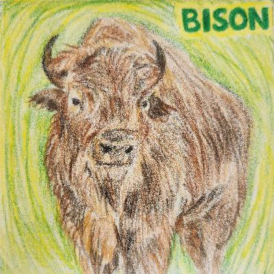 Once a Bison, Always a Bison Once a Bison, Always a Bison