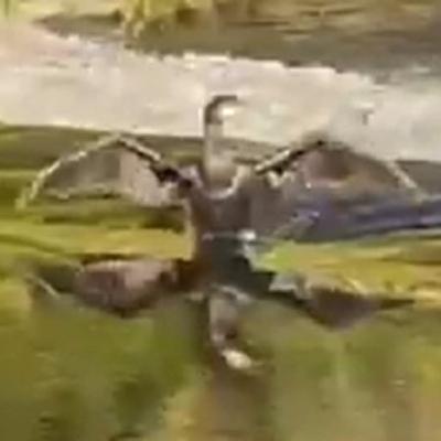 Wildlife along Dublin’s River Dodder