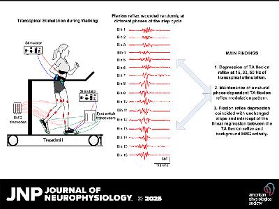 JNP Micro Podcasts: 	Flexion reflexes during transspinal stimulation