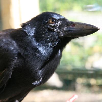 Mira al cielo: Córvidos Pt. 2