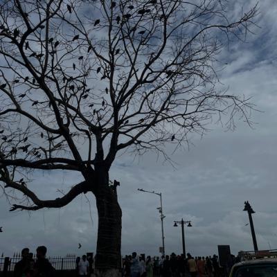 पंतप्रधान पिक वीमा योजना फक्त कंपन्यांच्या फायद्याची पंतप्रधान पिक वीमा योजना फक्त कंपन्यांच्या फायद्याची