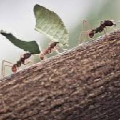 LA FINCA DE LAS HORMIGAS PERRO - Episodio exclusivo para mecenas LA FINCA DE LAS HORMIGAS PERRO - Episodio exclusivo para mecenas