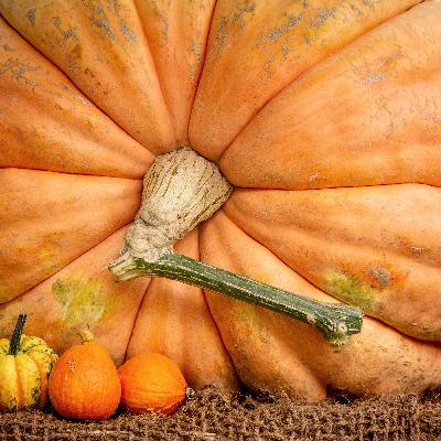 How Much TLC Does It Take To Grow A Giant Pumpkin? How Much TLC Does It Take To Grow A Giant Pumpkin?