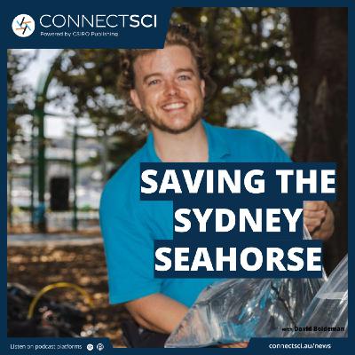 Saving the Sydney Seahorse