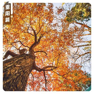 【重阳篇】一首古琴曲中的天地秋心