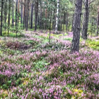 EP221 如果沒有森林/ 動物與文化的奇想 EP221 如果沒有森林/ 動物與文化的奇想