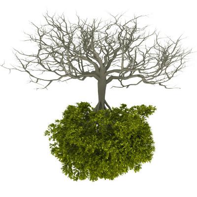 Trees, Matrix and self