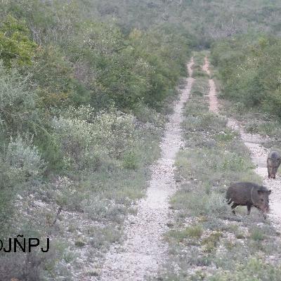 Javelinas of South Texas