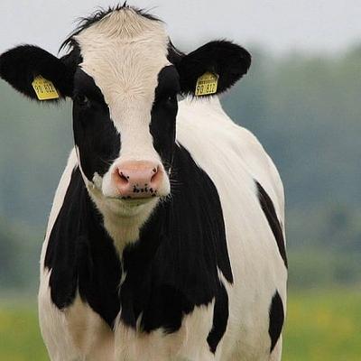 Case of bluetongue virus confirmed in Wexford