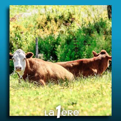 Les pâturages en réserve naturelle peuvent-ils améliorer la biodiversité ?