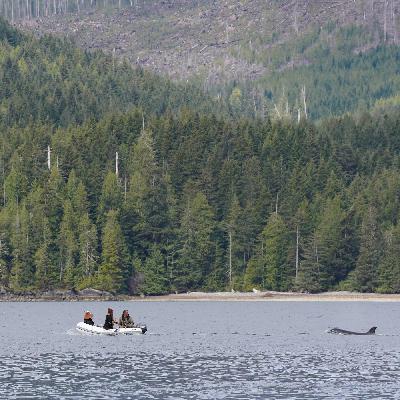 Episode 33 - Killer Whale Rescues: T46C2, T73B & T109A3A