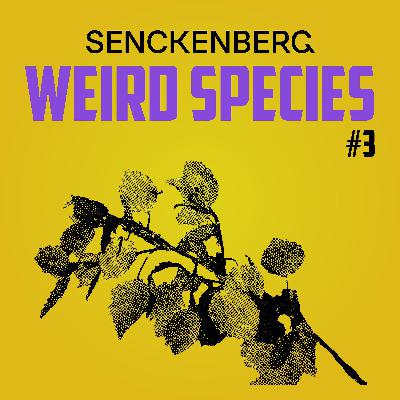 Weird Species #3: Populus tremula – Plants and their plans