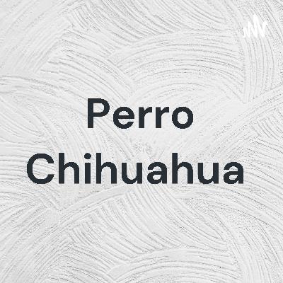 Perro Chihuahua  (Trailer)