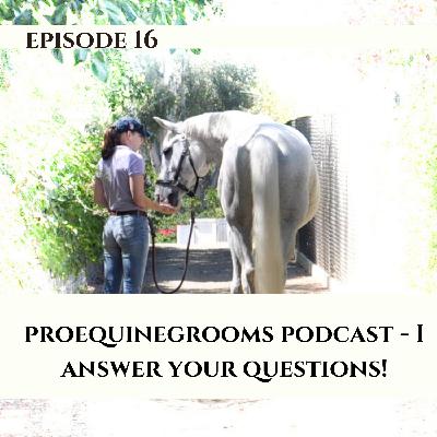 Ep. 16 Liv Answers Horse Questions from Non-Horse People
