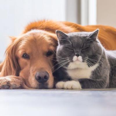 Kedi mi Köpek mi?