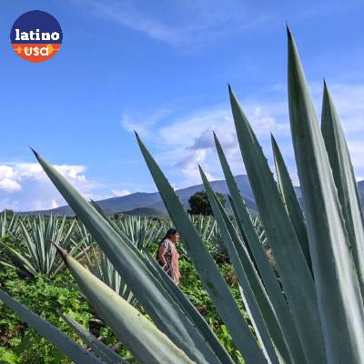 Mezcal: From Farms to Bars and the Unseen Consequences of Its Popularity