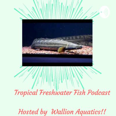 Tropical Freshwater fish Podcast. (TFF Podcast) (Trailer)