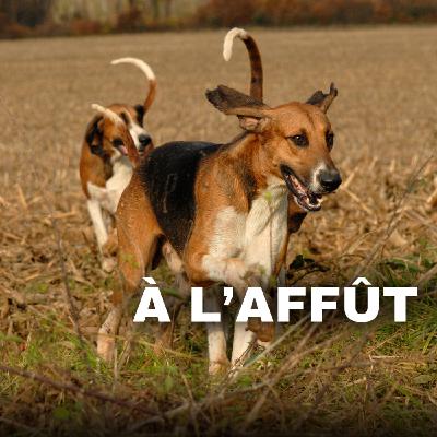 Comment créancer un chien courant pour la chasse à courre ou à tir?