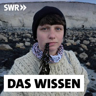 Algen als Superfood und Klimaretter – Irlands Gemüsegärten im Meer Algen als Superfood und Klimaretter – Irlands Gemüsegärten im Meer