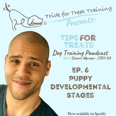 Puppy Developmental Stages Puppy Developmental Stages