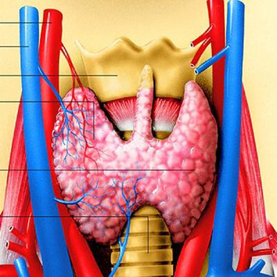 Schilddrüse und Nebenschilddrüse