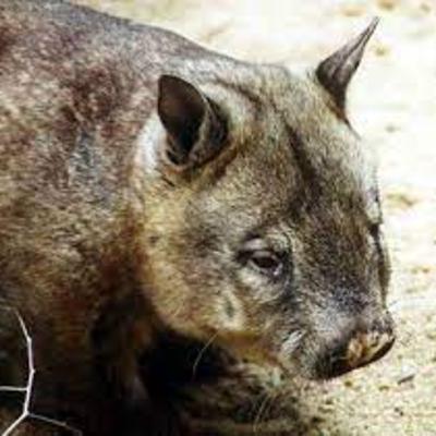 Hairy-Nosed Wombat (A Poem)