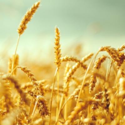 Arti Perumpamaan Lalang di Antara Gandum Arti Perumpamaan Lalang di Antara Gandum