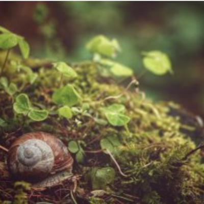 15: Die Natur als Maß aller Dinge, und nicht der Mensch!?