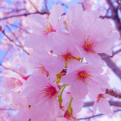 LA CONTAMINACIÓN DEL AIRE LA CONTAMINACIÓN DEL AIRE