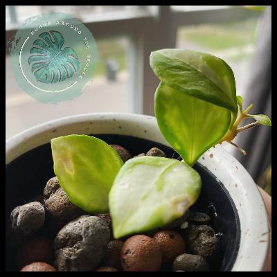 EP109-Plant Chat: 2025 Recap