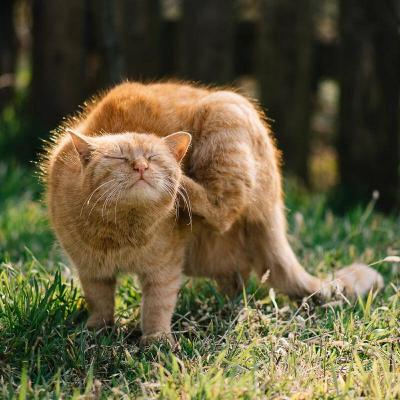 Protecting cats from fleas and ticks