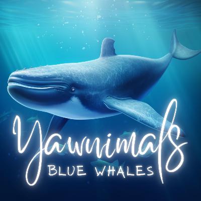 Blue whales 🐋