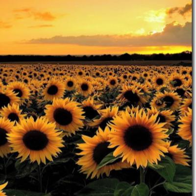 As lições do girassol. Mensagem Padre Nilson José dos Santos da Paróquia São Luiz Gonzaga em Volta Redonda, Rio de Janeiro