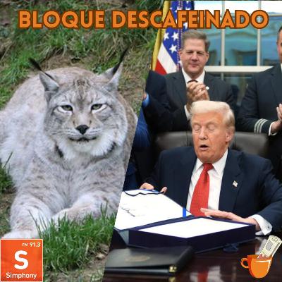 Bloque Descafeinado (15.11.25)