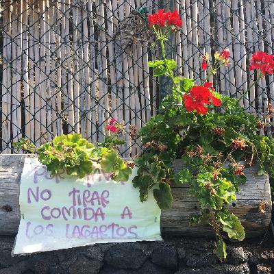 Verde NaVIDA