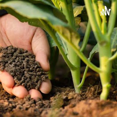 Uso da equação de mitscherlich na agropecuária - Rafael da Silva Duarte e Jéssica Neves